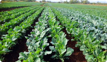 El-Beheira farm