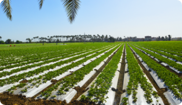 Giza farm